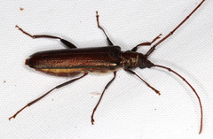 Xystrocera virescens