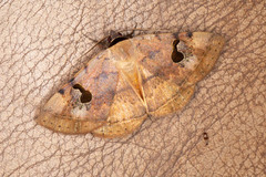 Hypopyra carneotincta