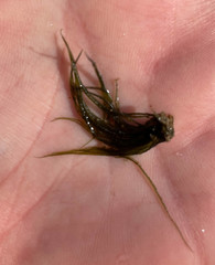 Paralemanea annulata