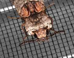 Cryptalaus prosectus