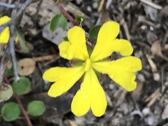 Hibbertia decumbens