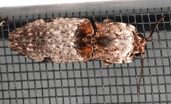 Cryptalaus prosectus