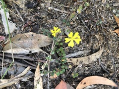 Hibbertia decumbens
