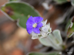 Dampiera linearis