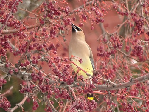 Cedar Waxwing photographed in Montana