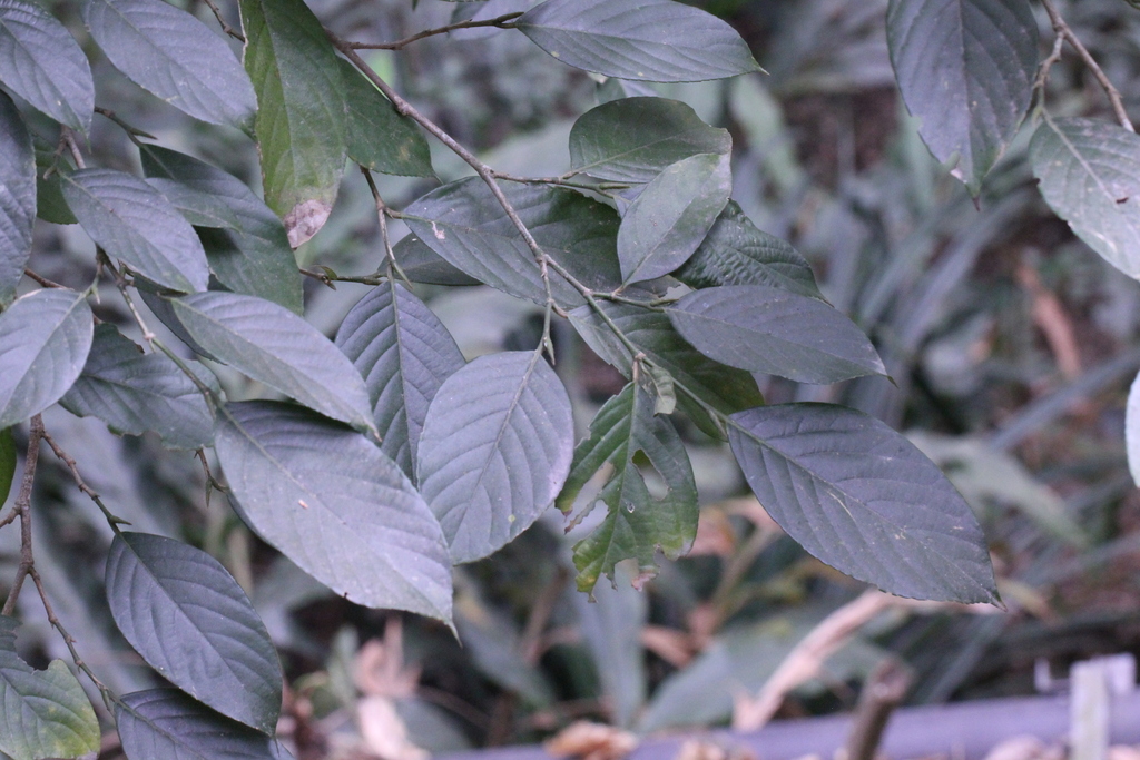Gironniera subaequalis
