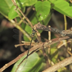 Micromidia atrifrons