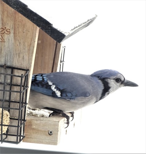 Blue Jay photographed in Vermont