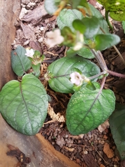 Geophila