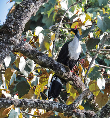 Oreophasis derbianus