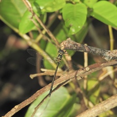 Micromidia atrifrons
