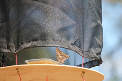 Charaxes achaemenes achaemenes
