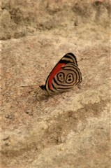 Diaethria clymena bourcieri