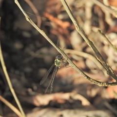 Micromidia atrifrons