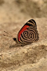 Diaethria clymena bourcieri