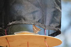 Charaxes achaemenes achaemenes