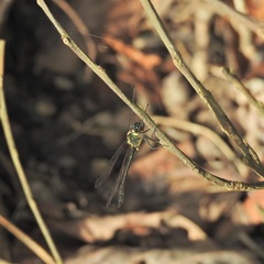 Micromidia atrifrons