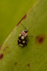 Alagoasa trifasciata