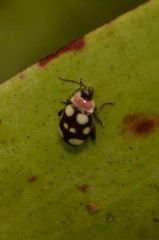 Alagoasa trifasciata