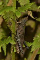 Maculiparia rotundata