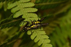 Micrathena pichincha