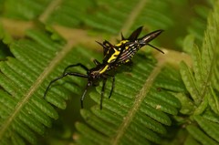 Micrathena pichincha