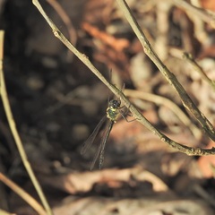 Micromidia atrifrons