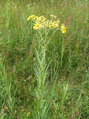 Jacobaea paludosa paludosa