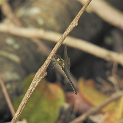 Micromidia atrifrons