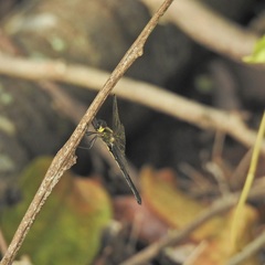 Micromidia atrifrons