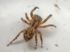 Mexigonus morosus