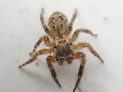 Mexigonus morosus