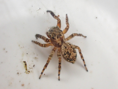 Mexigonus morosus