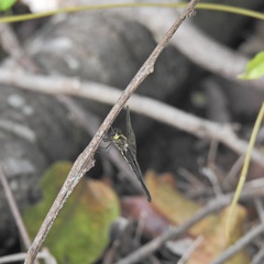 Micromidia atrifrons