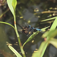 Rhyothemis resplendens