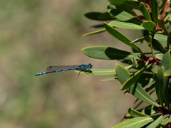 Austrocoenagrion lyelli
