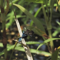 Rhyothemis resplendens