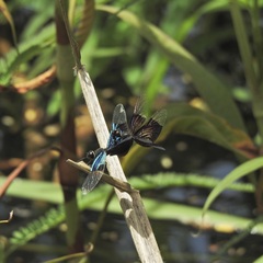 Rhyothemis resplendens