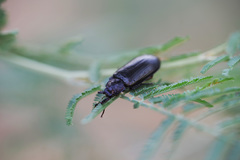 Prophanes simplex
