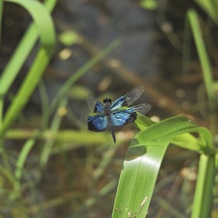 Rhyothemis resplendens