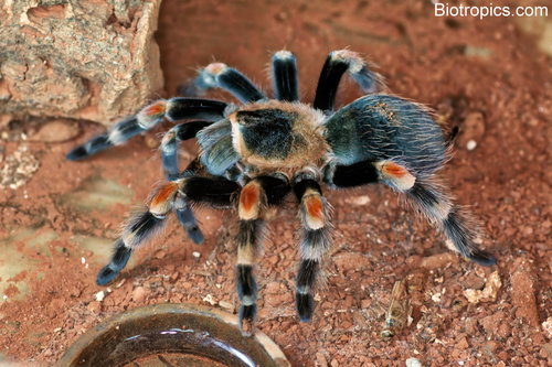 Mexican Redknee Tarantula