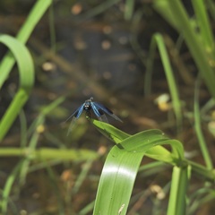 Rhyothemis resplendens
