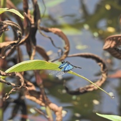 Rhyothemis resplendens