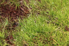 Isolepis fluitans