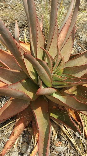 Aloe capitata image