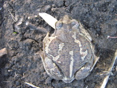 Pelobates vespertinus