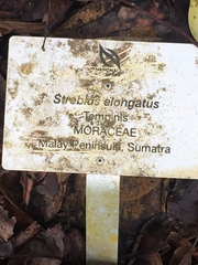 Streblus elongatus