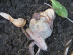 Pelobates vespertinus