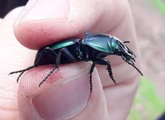 Pasimachus mexicanus