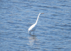 Ardea alba